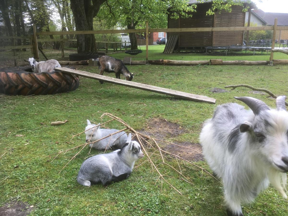 Hestkær Family Rooms Summer Camp Krogager Eksteriør billede